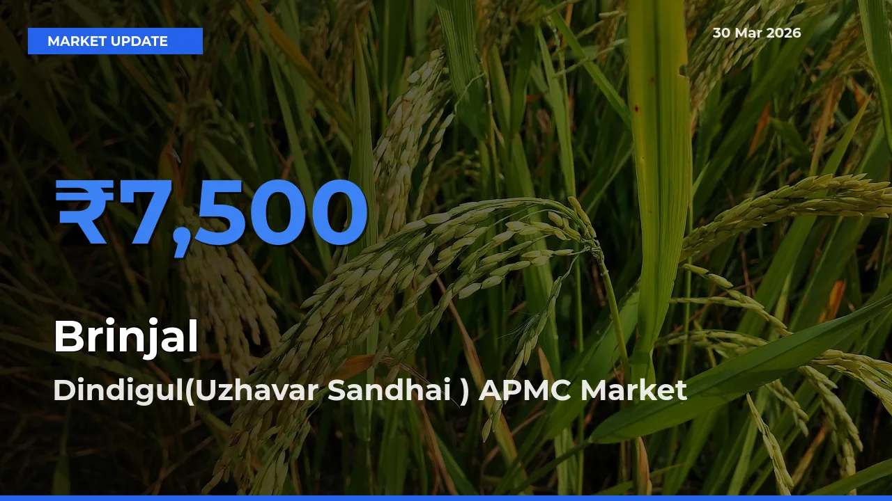 Dindigul(Uzhavar Sandhai ) APMC Offers ₹7,500 – Highest Brinjal Rate Today