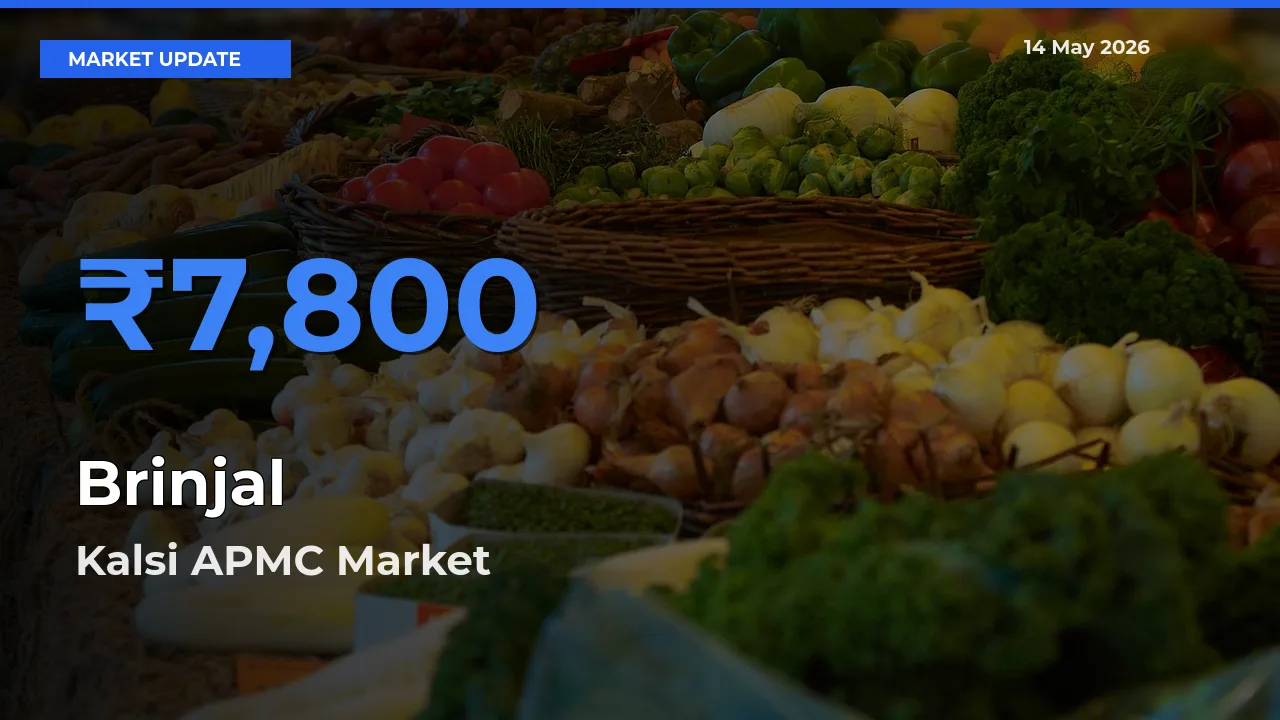 Kalsi APMC Tops Brinjal Rates – May 14 Market Update