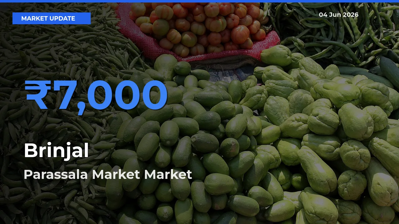 Parassala Market Tops Brinjal Rates – June 04 Market Update
