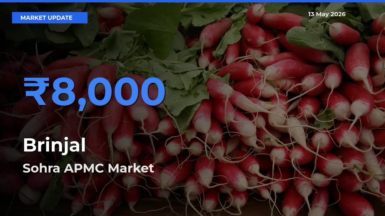 Sohra APMC Leads as Top Mandi for Brinjal Prices