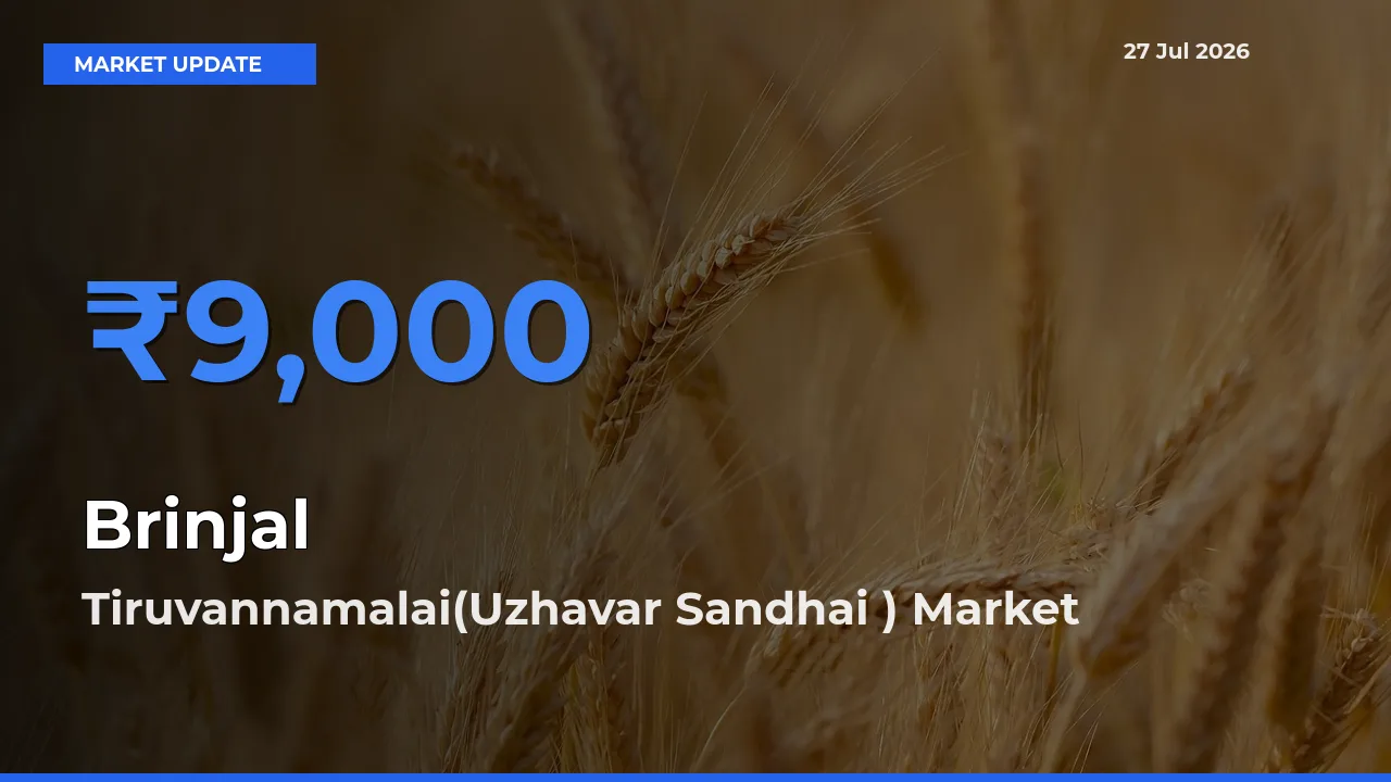Top Performer! Tiruvannamalai(Uzhavar Sandhai ), Thiruvannamalai, Tamil Nadu Offers Best Brinjal Price Today