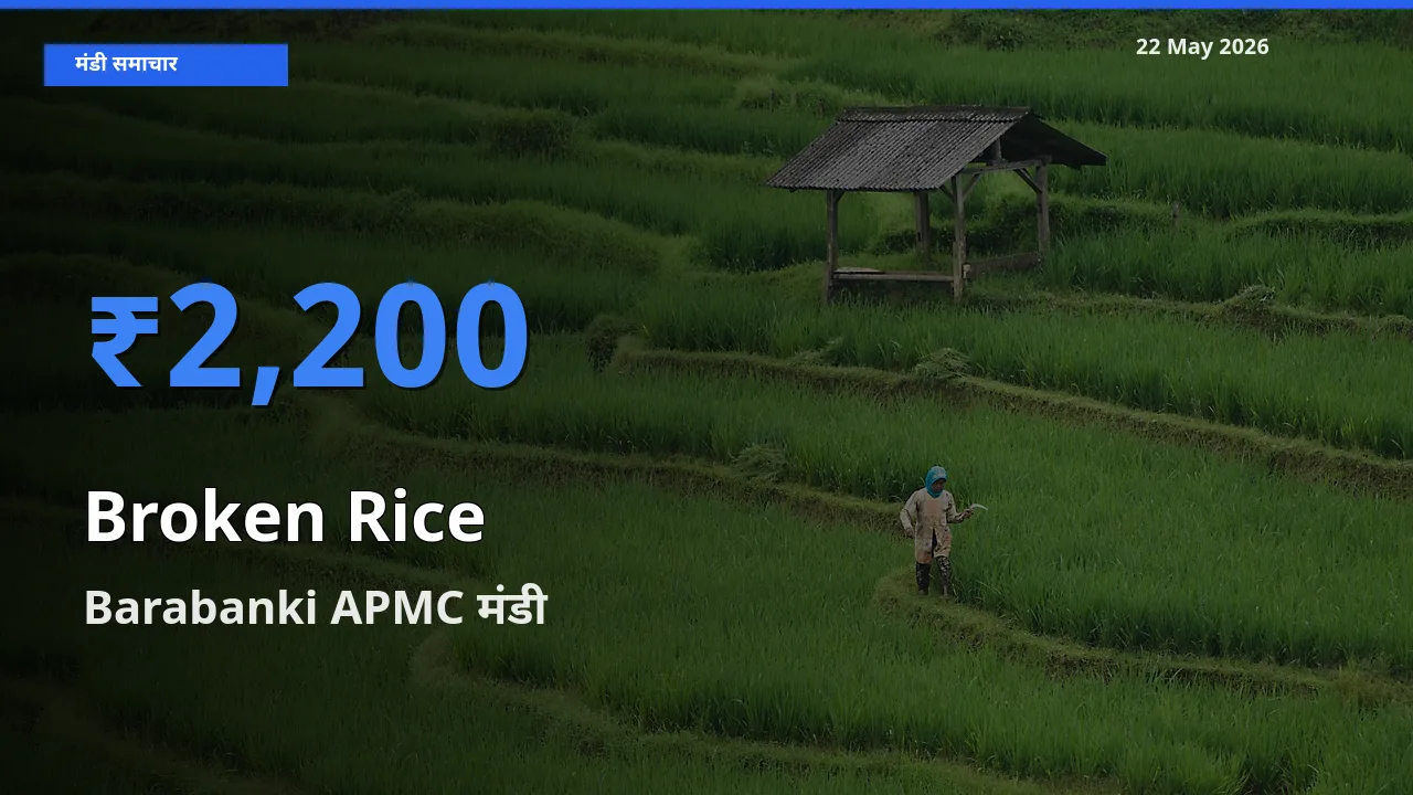आज टूटा चावल के सबसे ज़्यादा दाम Barabanki APMC मंडी में दर्ज