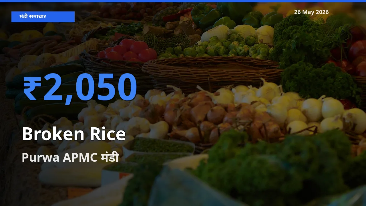 Purwa APMC मंडी में टूटा चावल ₹2,050 पर पहुँचा – आज का सर्वोच्च भाव