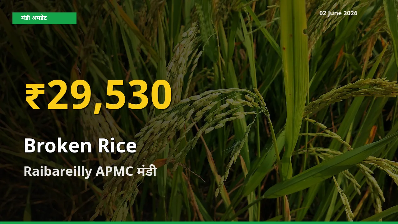 रिकॉर्ड तेज़ी! Raibareilly APMC में टूटा चावल ₹29,530 पर पहुँचा