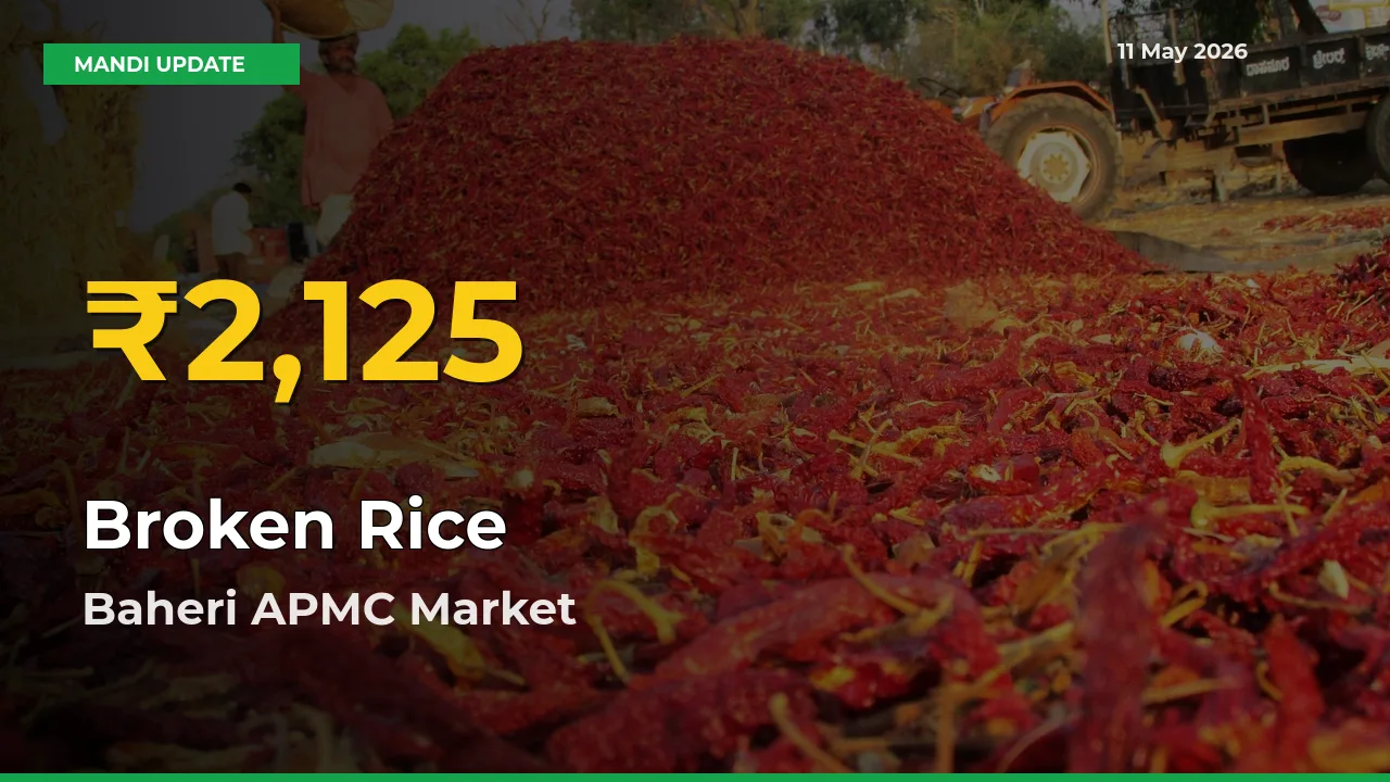 Big Jump in Broken Rice Prices! Baheri APMC Records New Peak Today