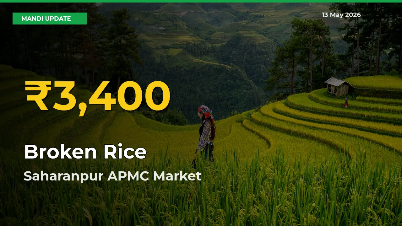 Broken Rice Hits Fresh High in Saharanpur APMC Today
