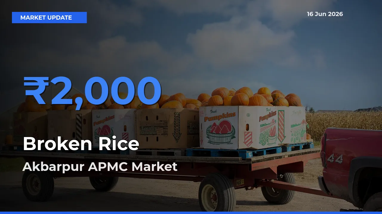 Akbarpur APMC Emerges as Top Mandi for Broken Rice Prices Today