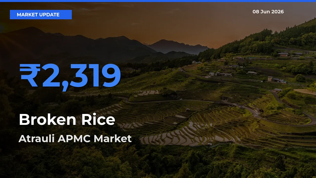 Broken Rice Mandi Rate Today: Atrauli APMC Tops the List