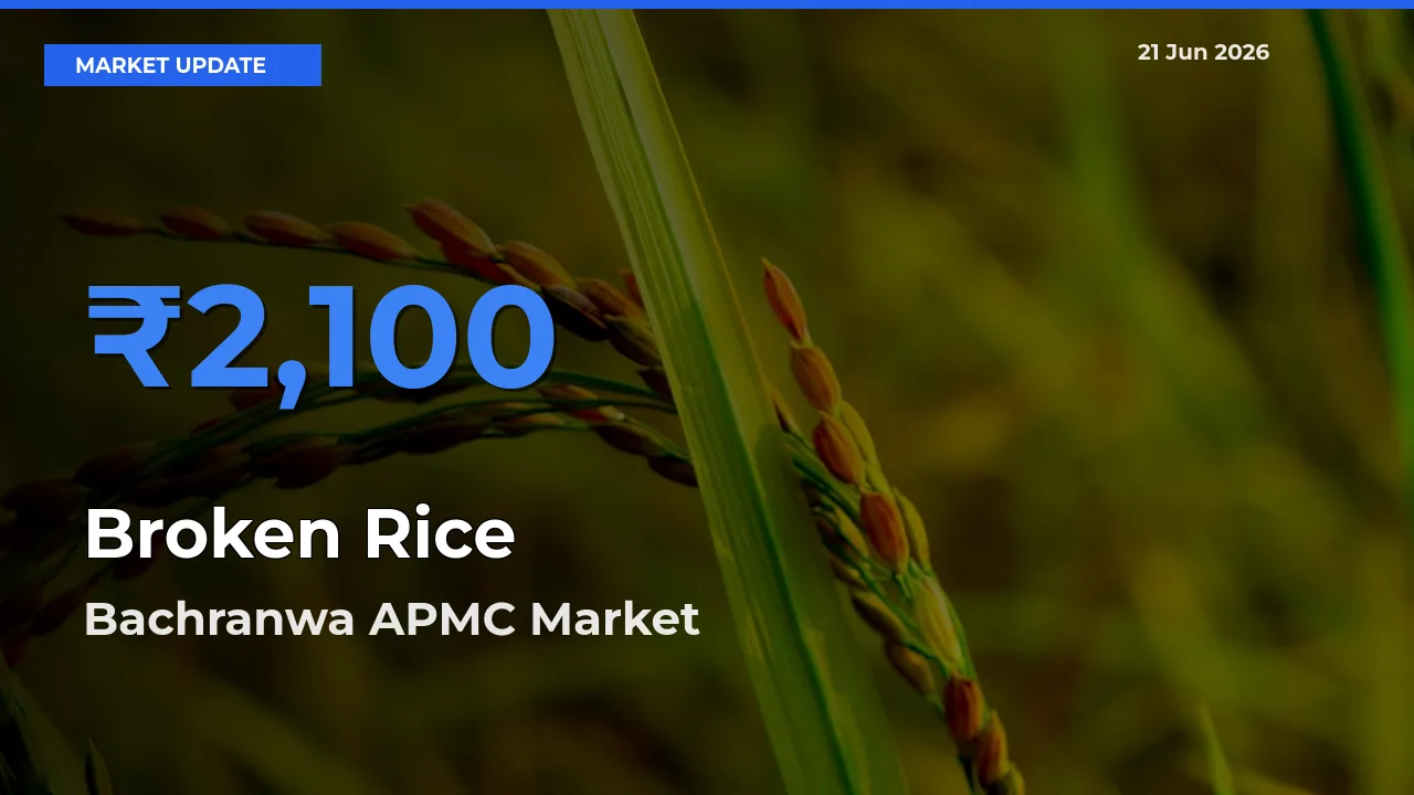 Bachranwa APMC Offers ₹2,100 – Highest Broken Rice Rate Today