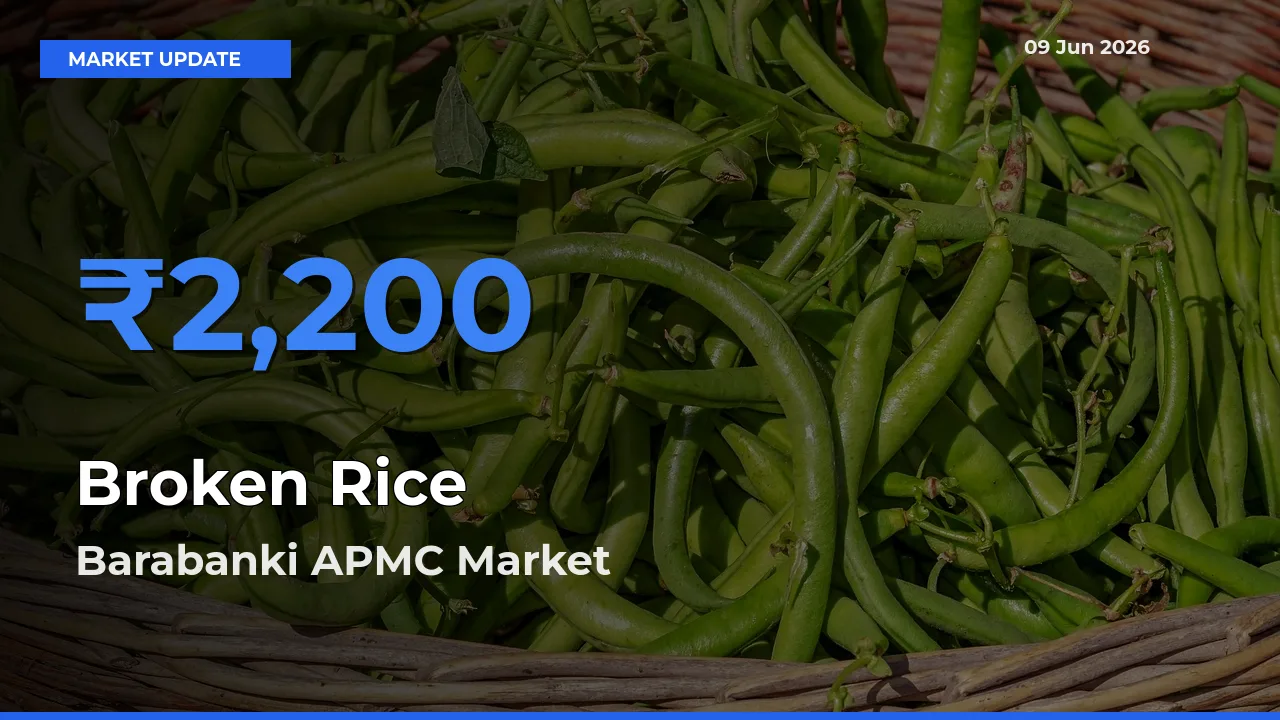 Barabanki APMC Records Highest ₹2,200 Rate for Broken Rice