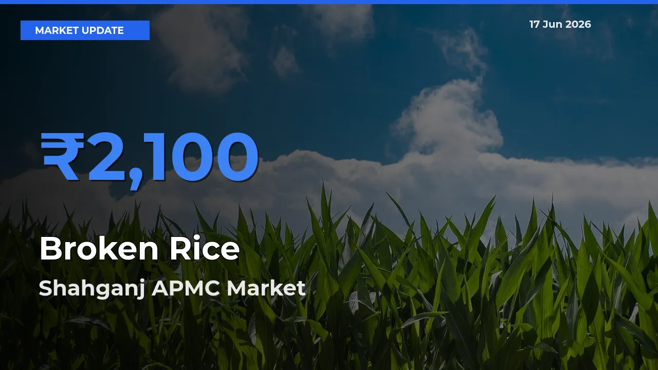 Shahganj APMC Offers ₹2,100 – Highest Broken Rice Rate Today