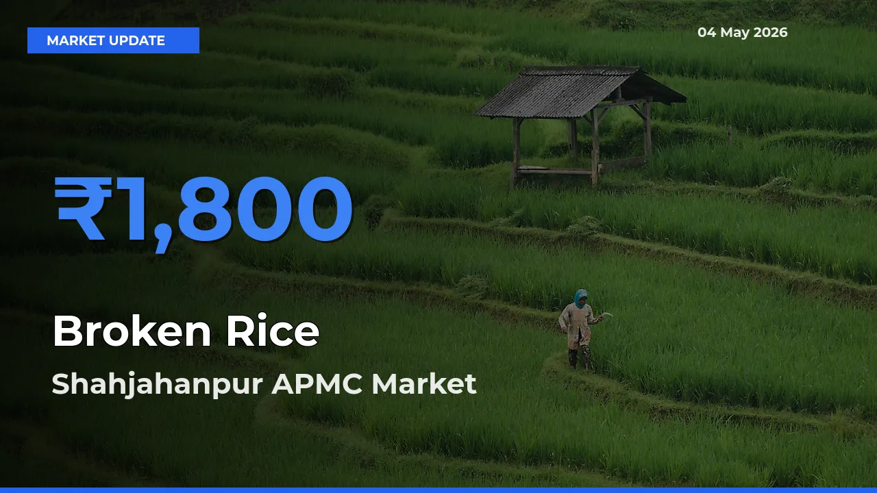 Farmers Prefer Shahjahanpur APMC as Broken Rice Hits Highest Rate
