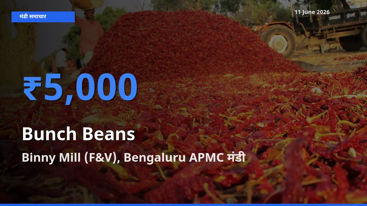 टॉप मंडी बना Binny Mill (F&V), Bengaluru APMC! गुच्छेदार सेम के सबसे ऊँचे दाम यहीं दर्ज
