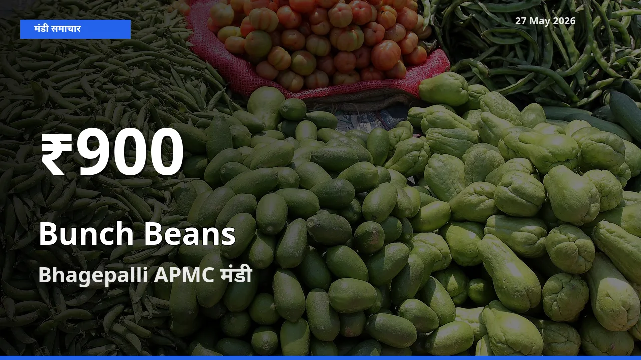 Bhagepalli APMC में गुच्छेदार सेम के दाम 30 दिन के न्यूनतम स्तर पर, आज का मंडी भाव देखें