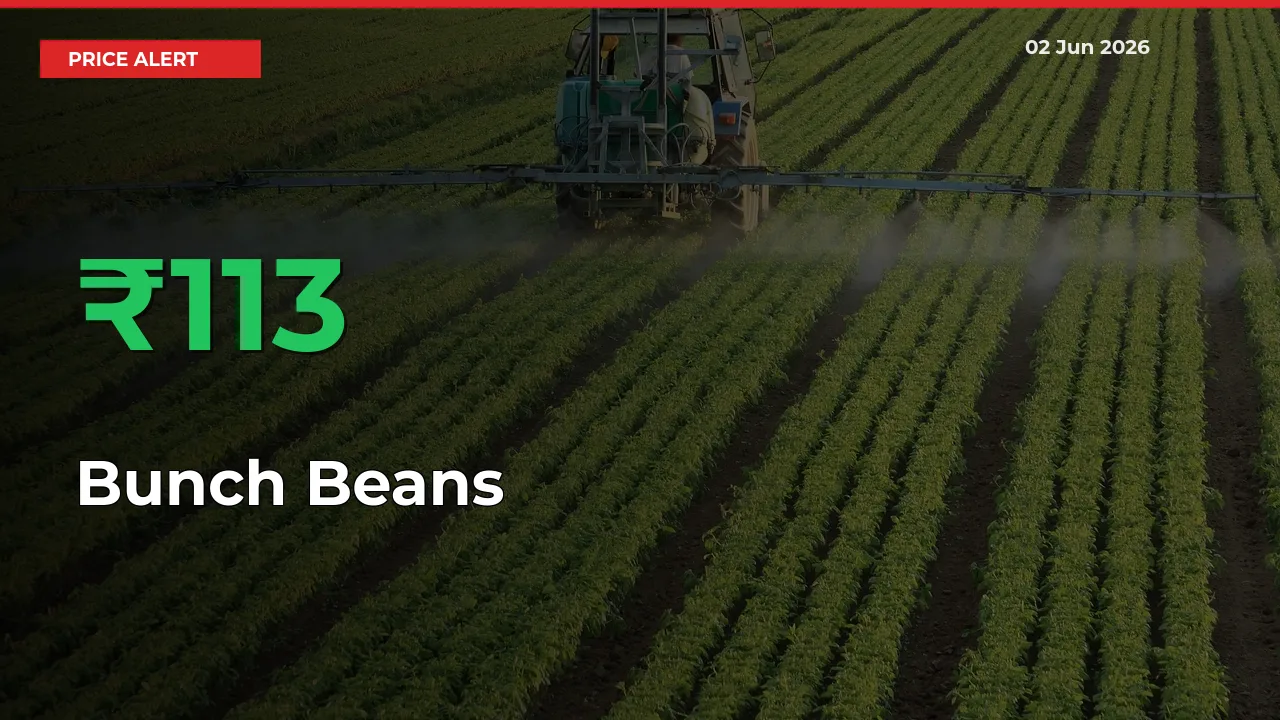 Farmers Cheer as Bunch Beans Prices Surge 112.66% in Local Mandis