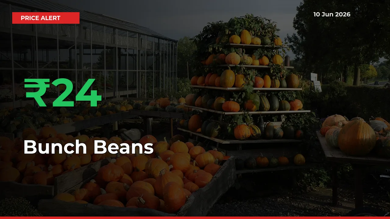 Bunch Beans Prices Rise 23.85% in a Day at Major Mandis