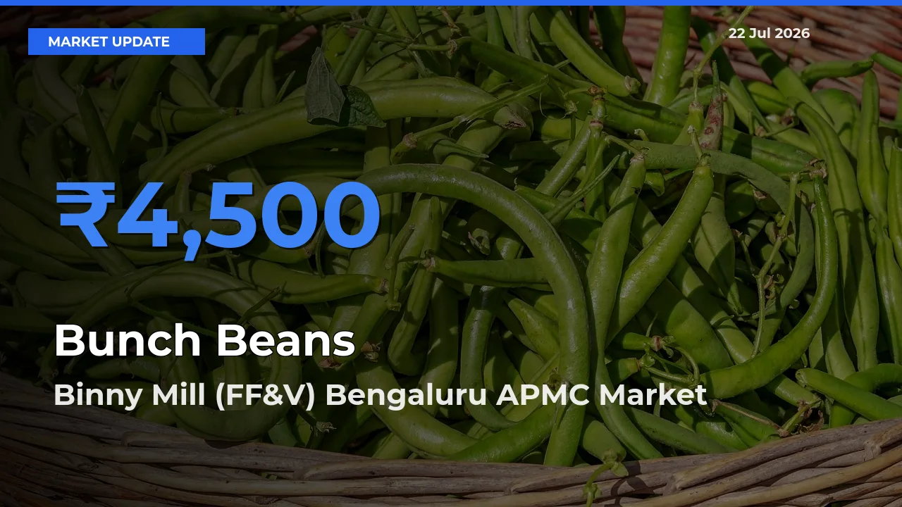 Binny Mill (FF&V) Bengaluru APMC Emerges as Top Mandi for Bunch Beans Prices Today
