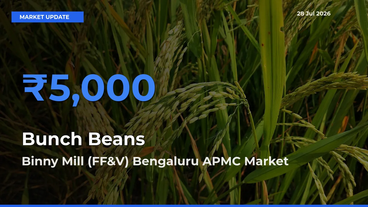 Bunch Beans Mandi Rate Today: Binny Mill (FF&V) Bengaluru APMC, Karnataka Tops the List