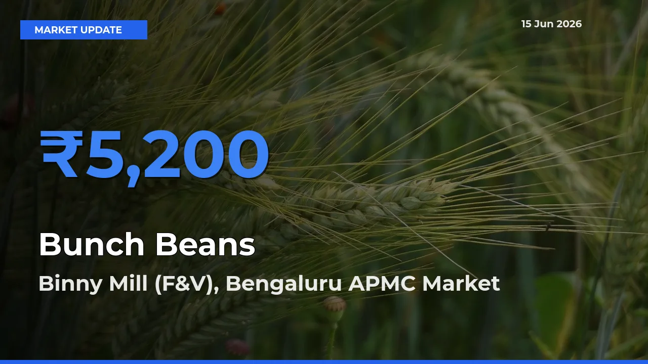 Binny Mill (F&V), Bengaluru APMC Tops Bunch Beans Rates – June 15 Market Update