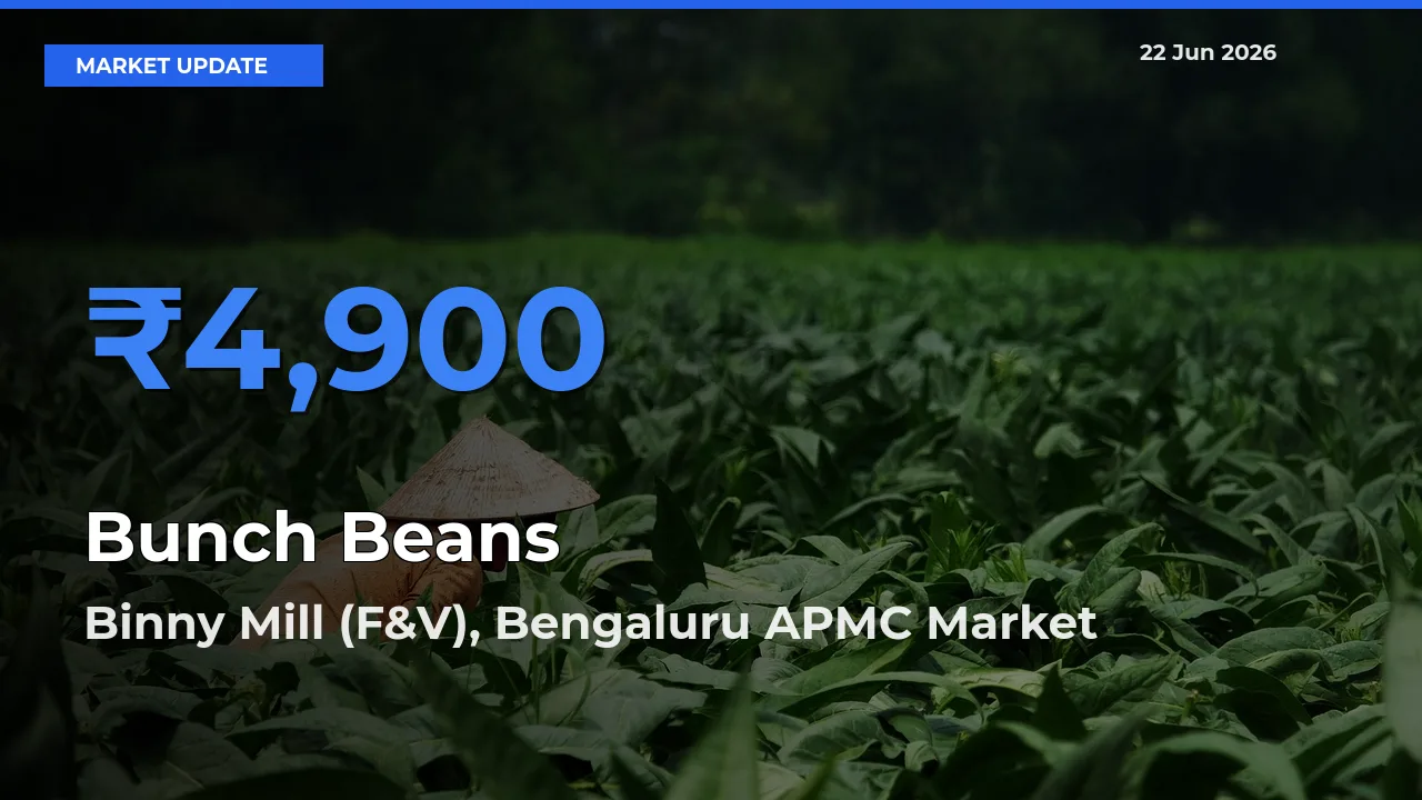 Binny Mill (F&V), Bengaluru APMC Emerges as Top Mandi for Bunch Beans Prices Today