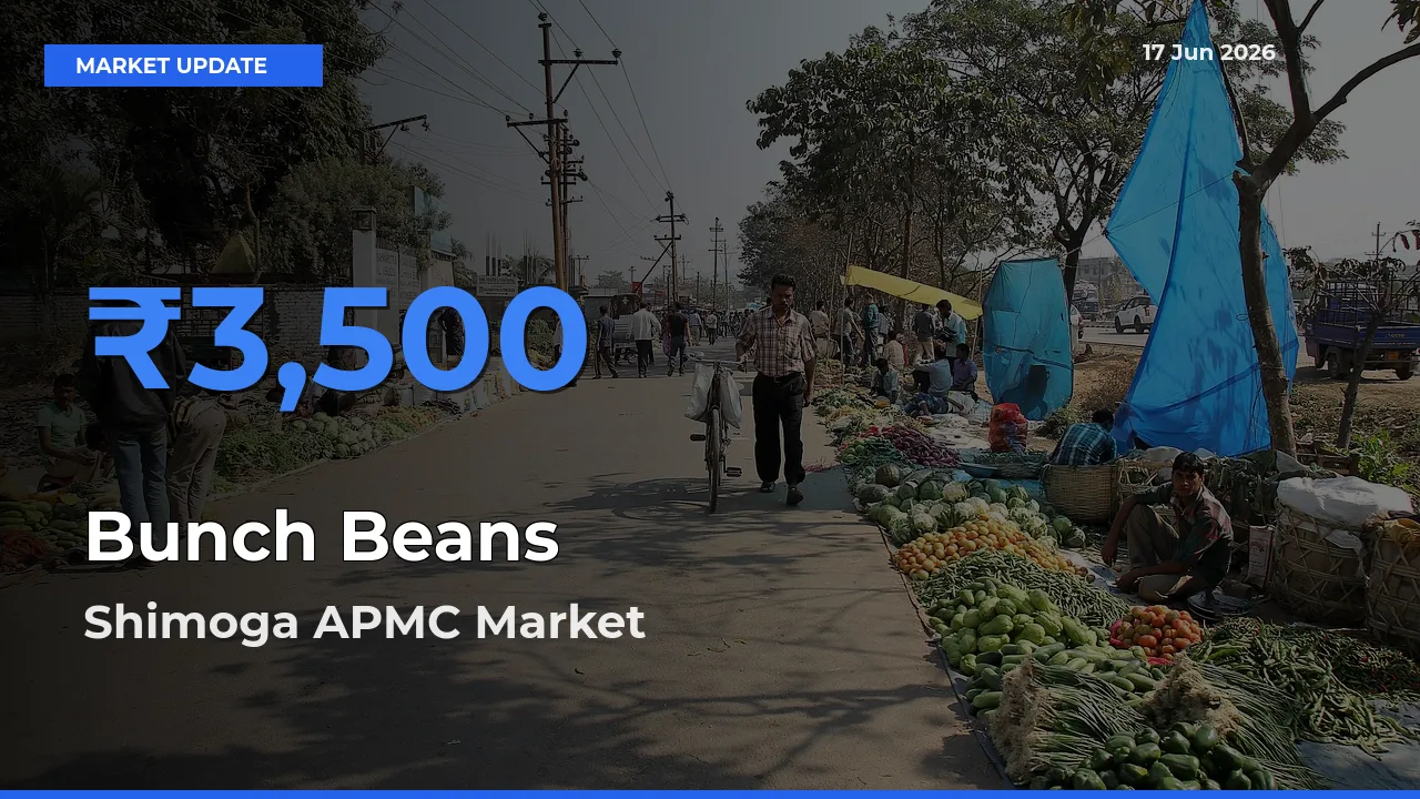 Top Performer! Shimoga APMC Offers Best Bunch Beans Price Today