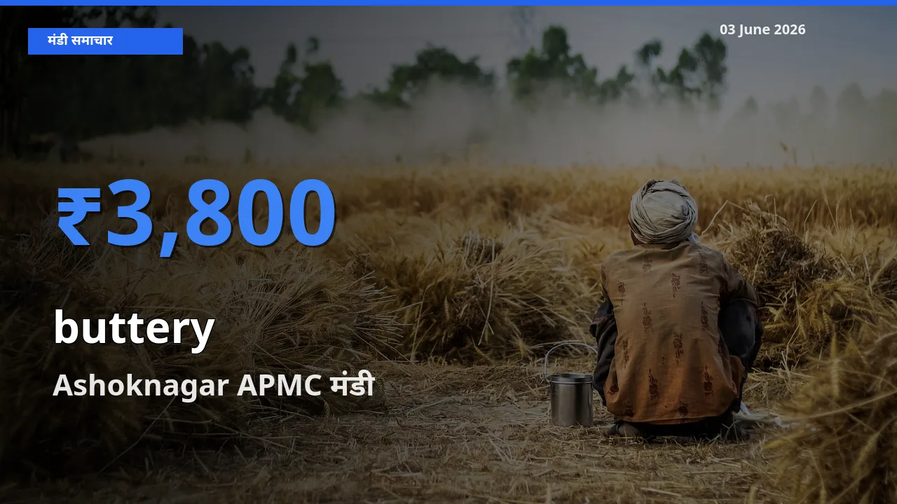 आज का मंडी भाव: कोमलता से के सबसे ज़्यादा दाम Ashoknagar APMC में