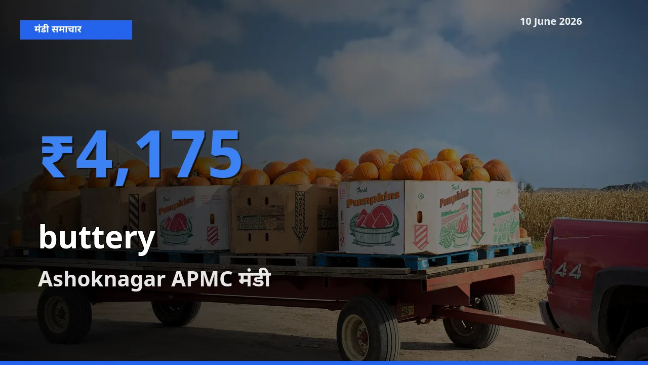 आज कोमलता से के सबसे ऊँचे दाम ₹4,175 Ashoknagar APMC मंडी में