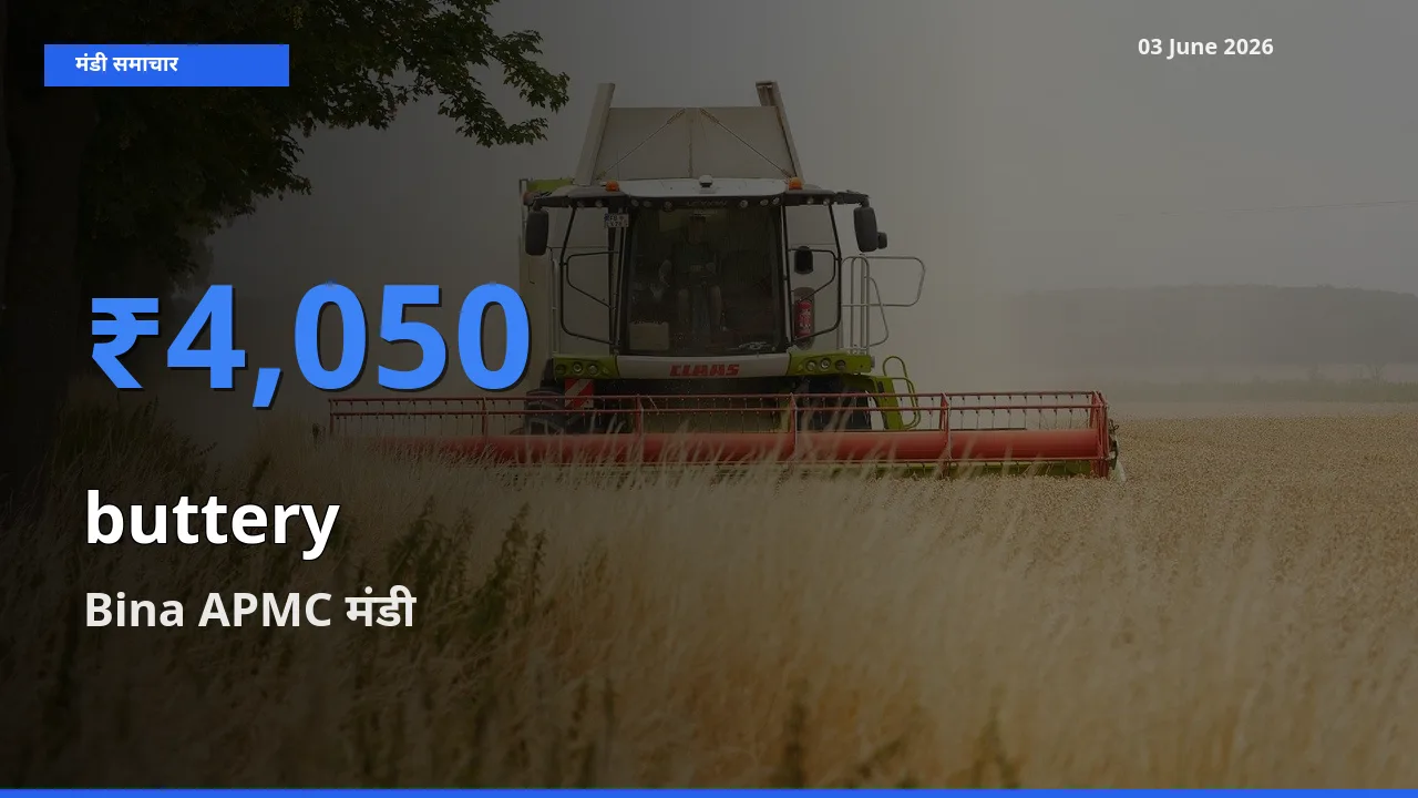 Bina APMC मंडी में कोमलता से ₹4,050 पर पहुँचा – आज का सर्वोच्च भाव