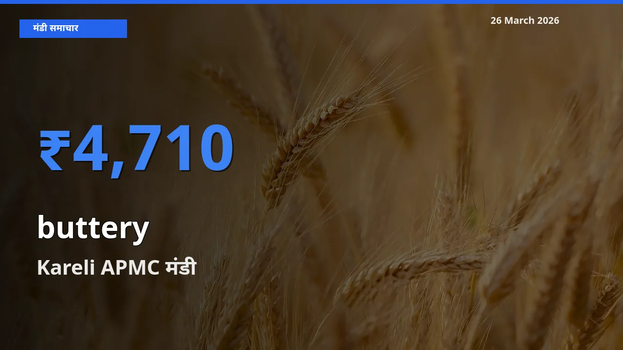 आज कोमलता से के सबसे ज़्यादा दाम Kareli APMC मंडी में दर्ज