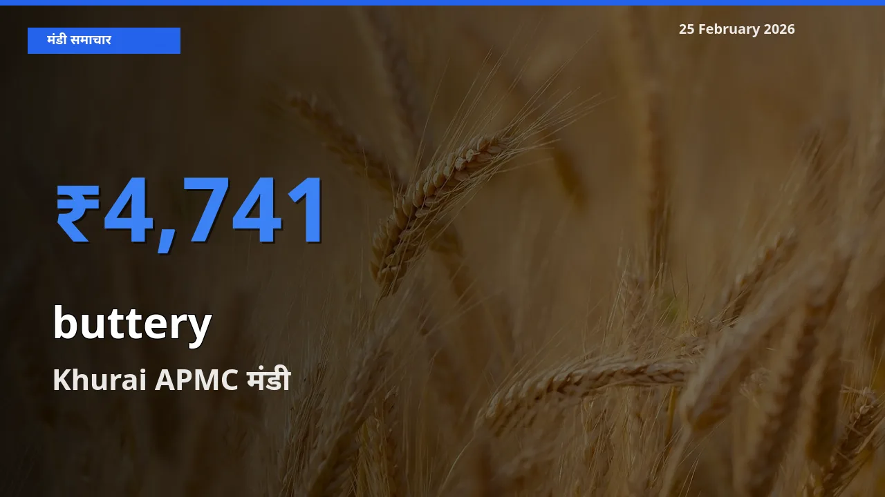 Khurai APMC में buttery का आज सबसे ऊँचा भाव