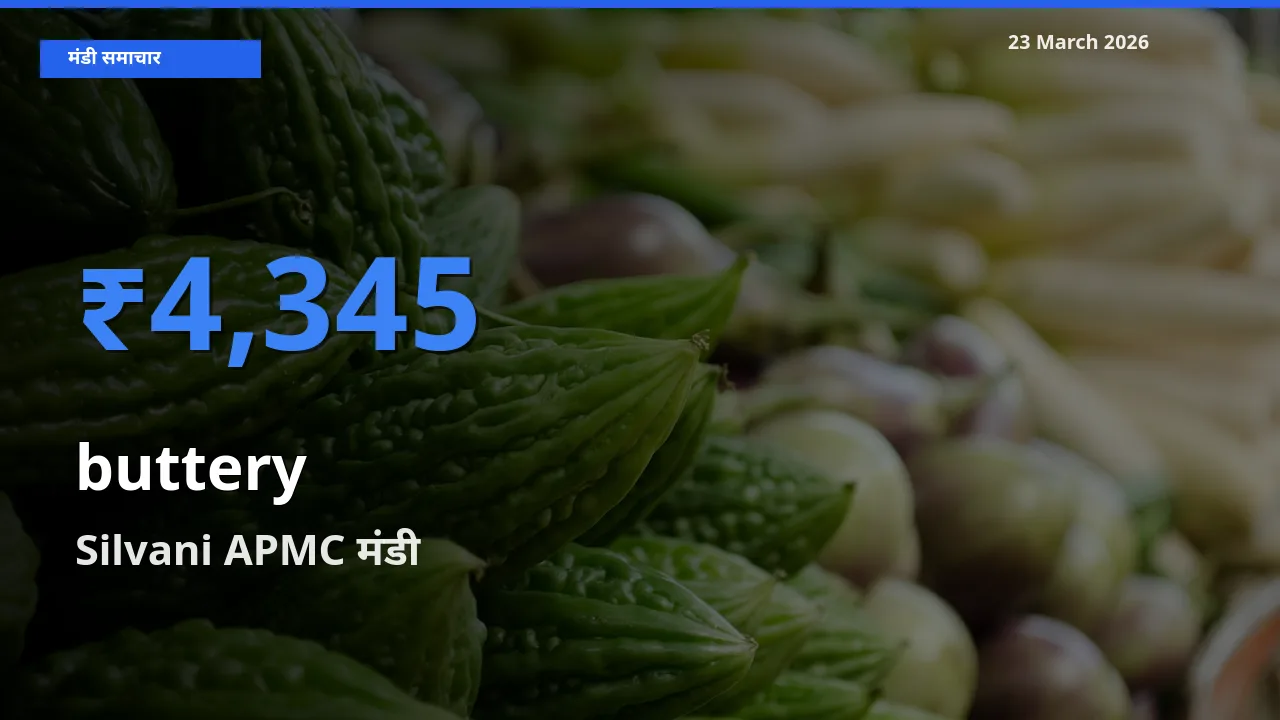आज कोमलता से के सबसे ऊँचे दाम ₹4,345 Silvani APMC मंडी में