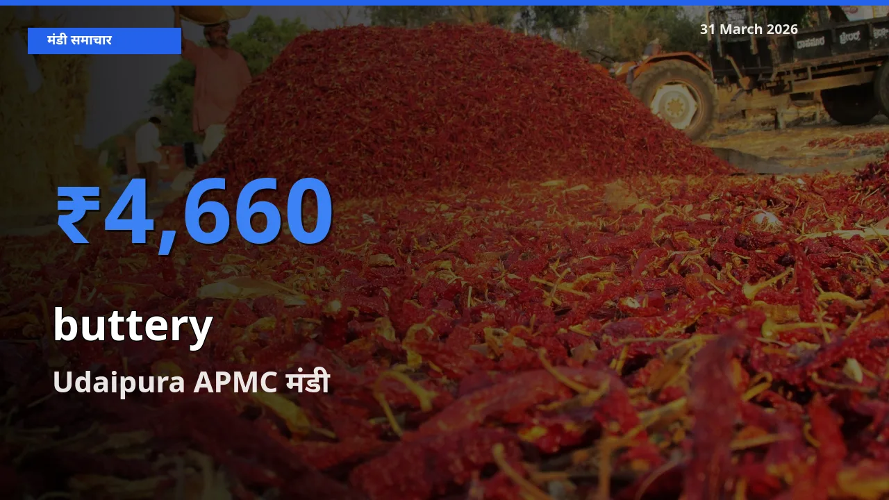 Udaipura APMC मंडी में आज कोमलता से के सबसे ऊँचे दाम दर्ज