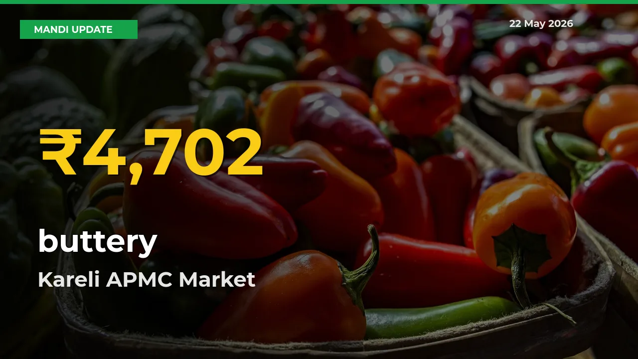 buttery Price Hits New High in Kareli APMC Today – Check Latest Mandi Rates