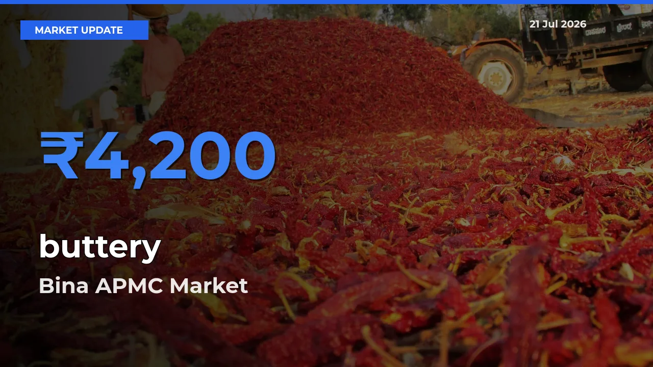 Bina APMC Leads as Top Mandi for buttery Prices