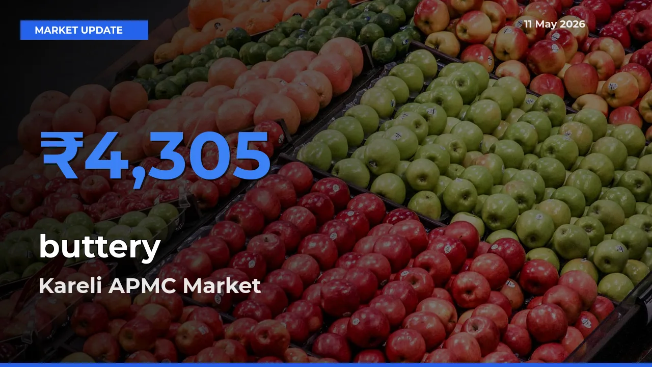 buttery Mandi Rate Today: Kareli APMC Tops the List