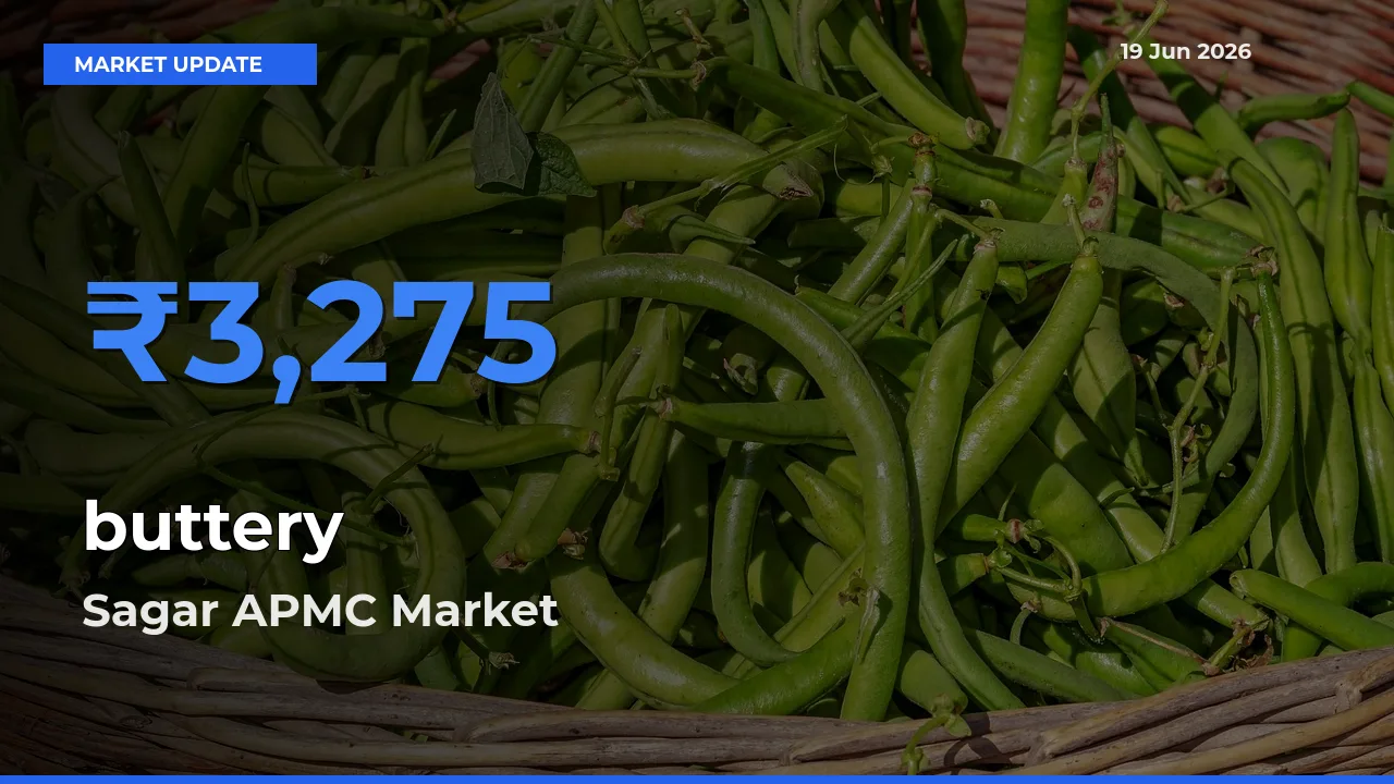 Farmers Prefer Sagar APMC as buttery Hits Highest Rate