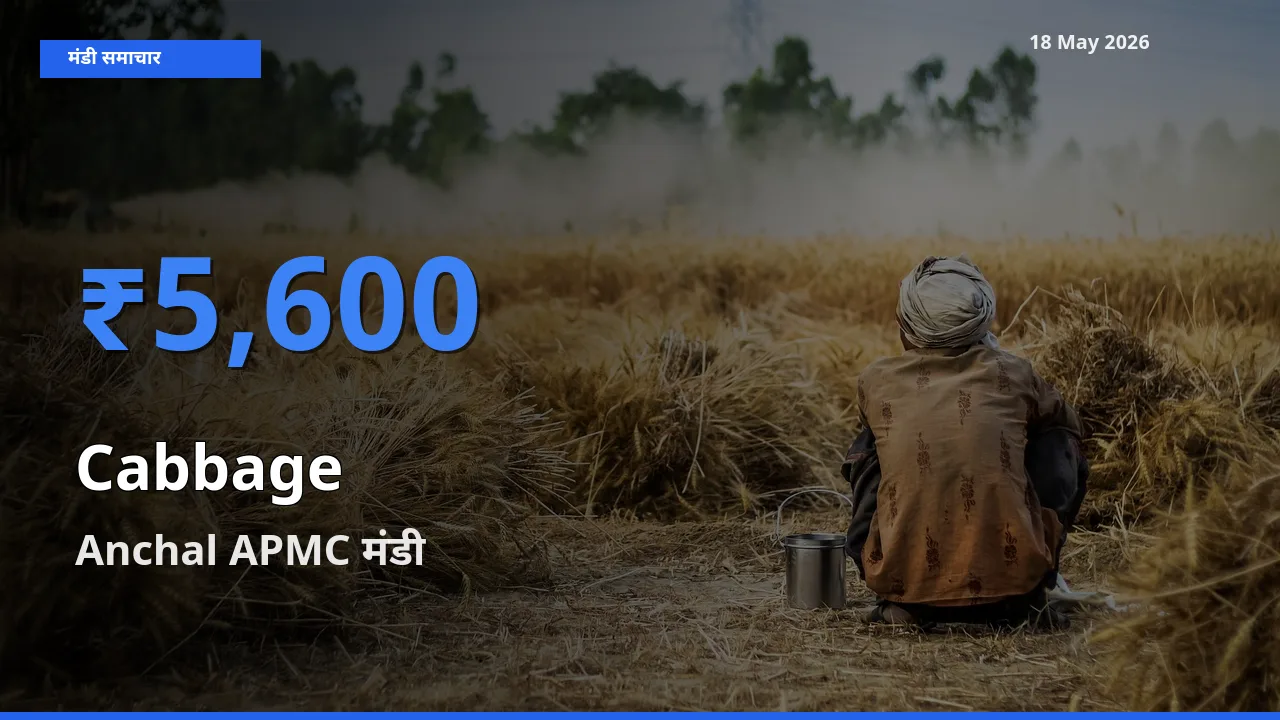 आज का मंडी भाव: पत्ता गोभी के सबसे ज़्यादा दाम Anchal APMC में