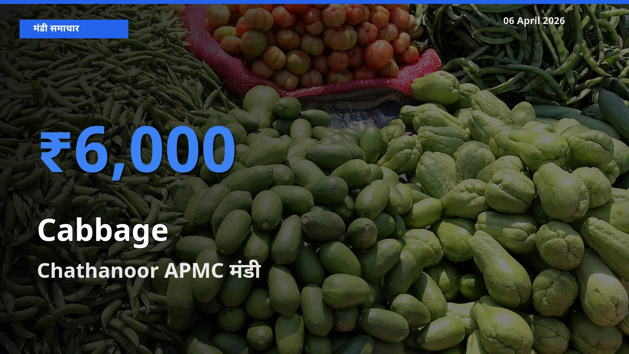 आज पत्ता गोभी के सबसे ऊँचे दाम ₹6,000 Chathanoor APMC मंडी में