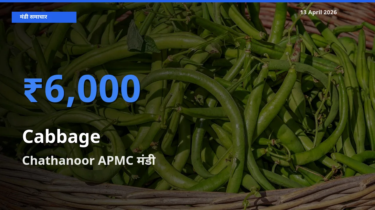 टॉप मंडी बना Chathanoor APMC! पत्ता गोभी के सबसे ऊँचे दाम यहीं दर्ज