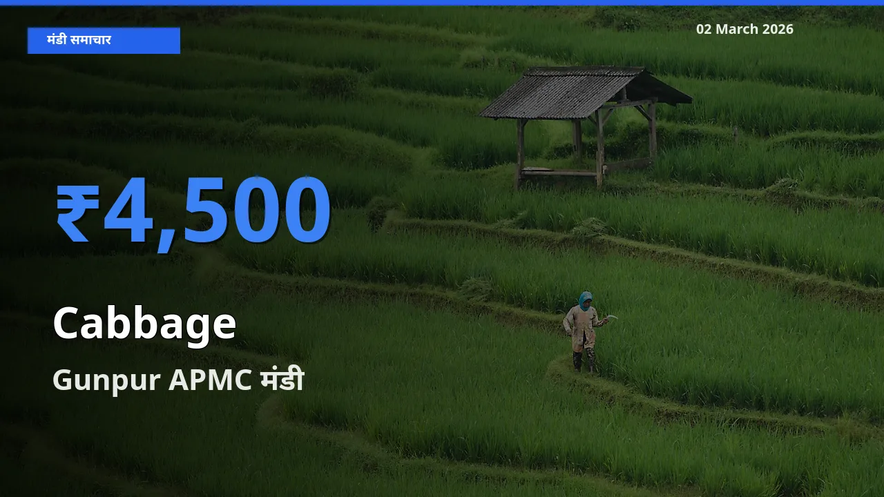 आज का मंडी भाव: Cabbage के सबसे ज़्यादा दाम Gunpur APMC में