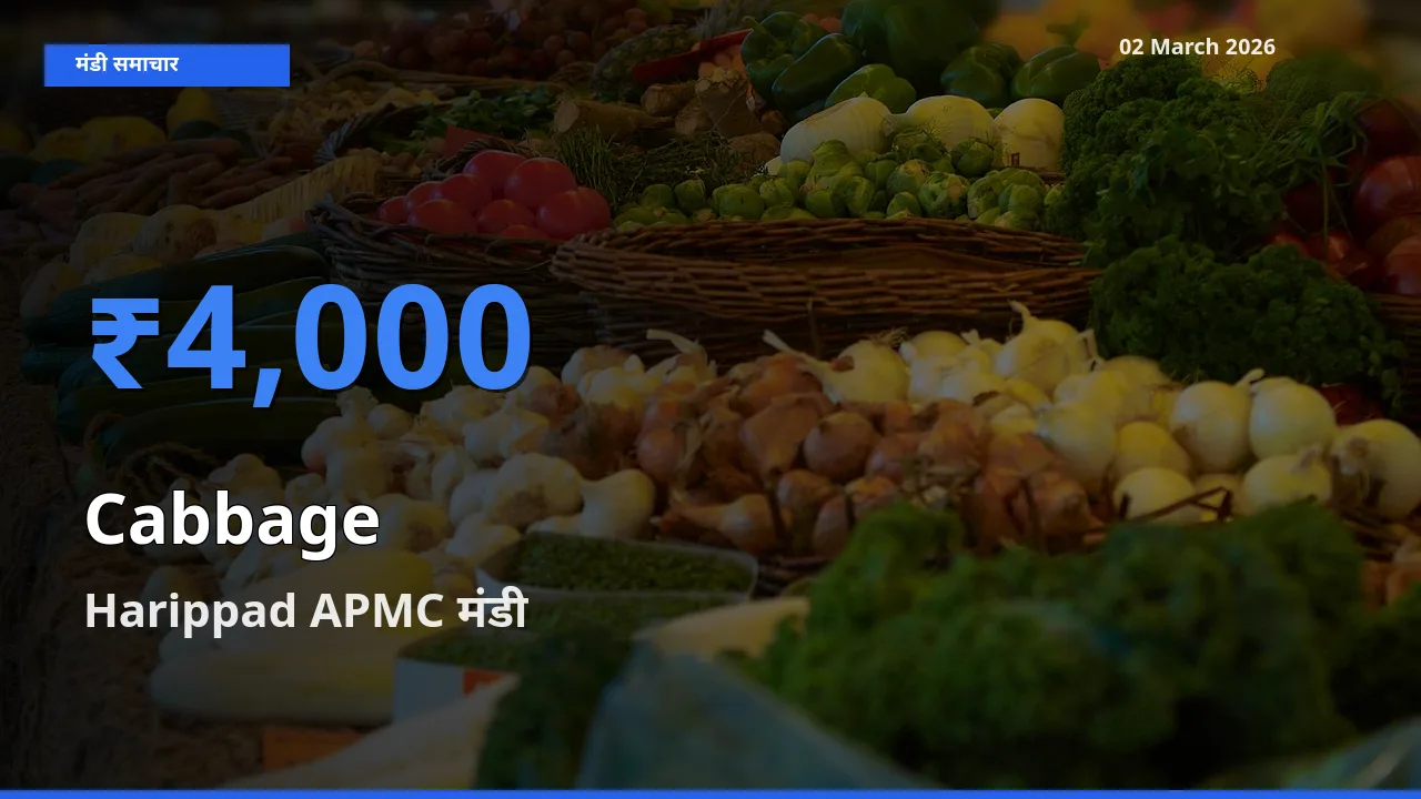किसानों की पसंद बना Harippad APMC, Cabbage के सबसे अच्छे दाम
