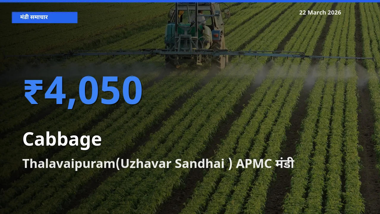 आज पत्ता गोभी के सबसे ऊँचे दाम ₹4,050 Thalavaipuram(Uzhavar Sandhai ) APMC मंडी में
