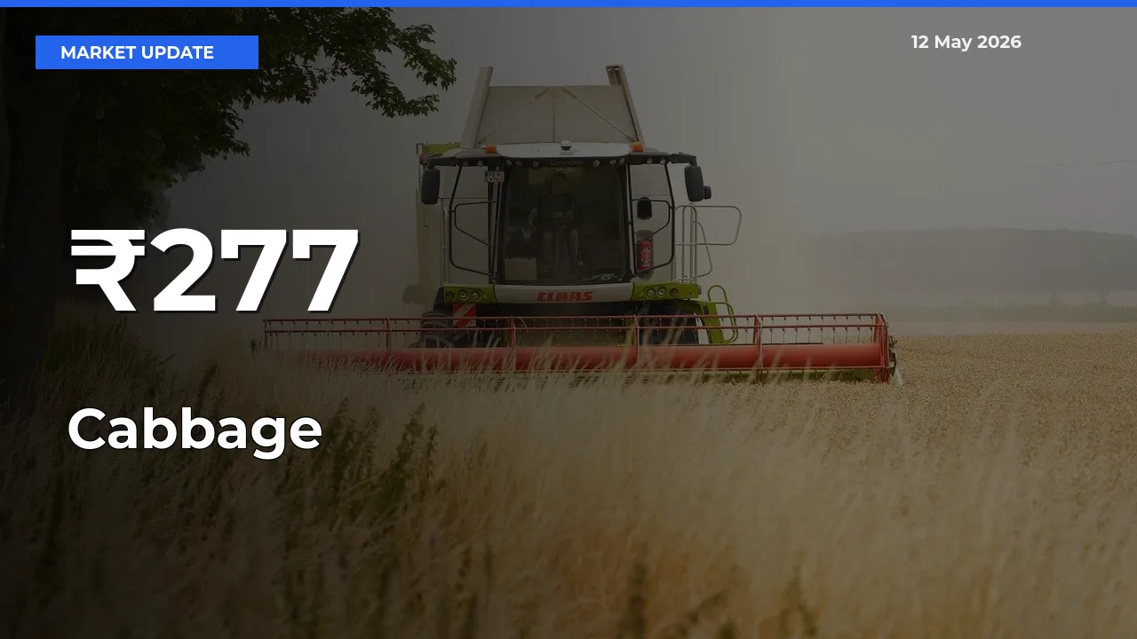 Cabbage Prices Trend Across 277+ Mandis – Market Direction Turns Clear