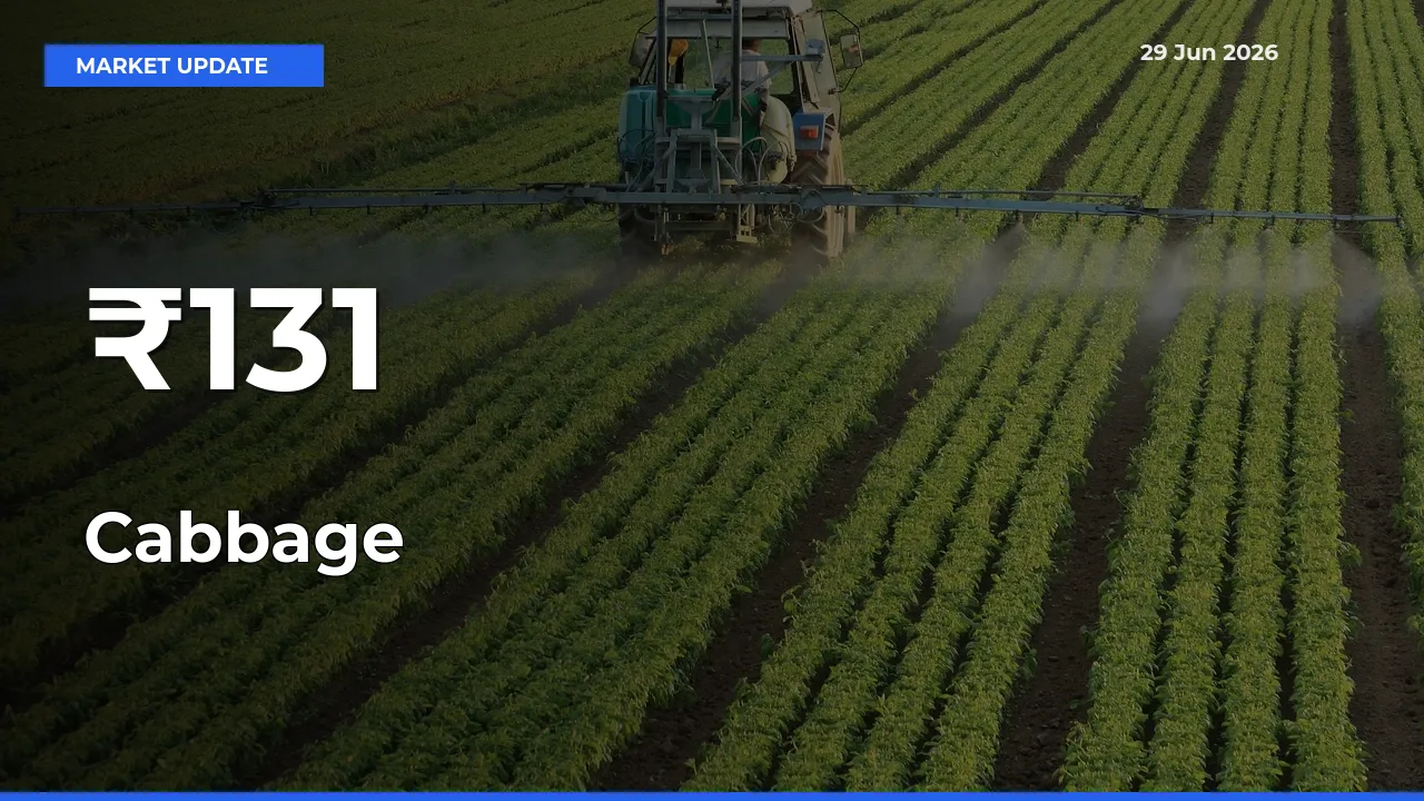 Cabbage Trend Strengthens Across Major Mandis