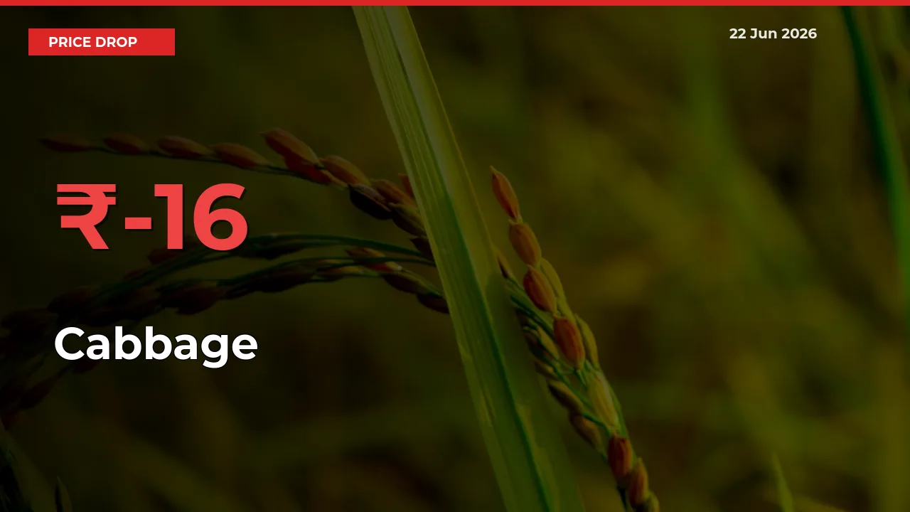 Sharp Fall! Cabbage Prices Plunge 16.28% in a Day at Key Mandis