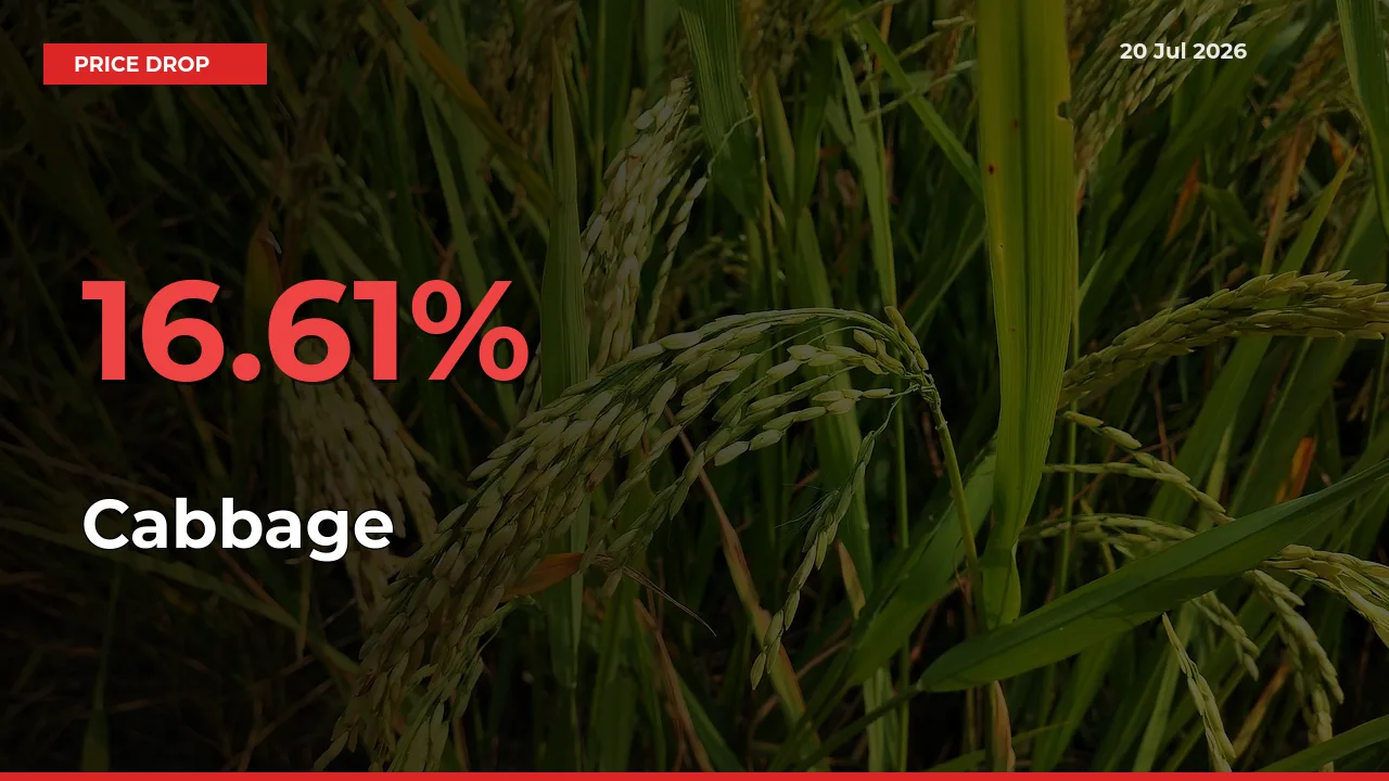 Farmers Alert as Cabbage Prices Slide 16.61% in Local Mandis