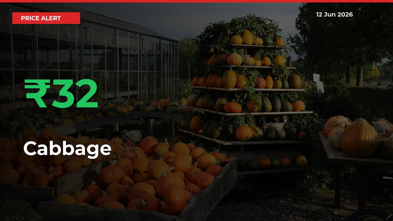 Why Cabbage Prices Rose 31.56% in a Day at Mandis