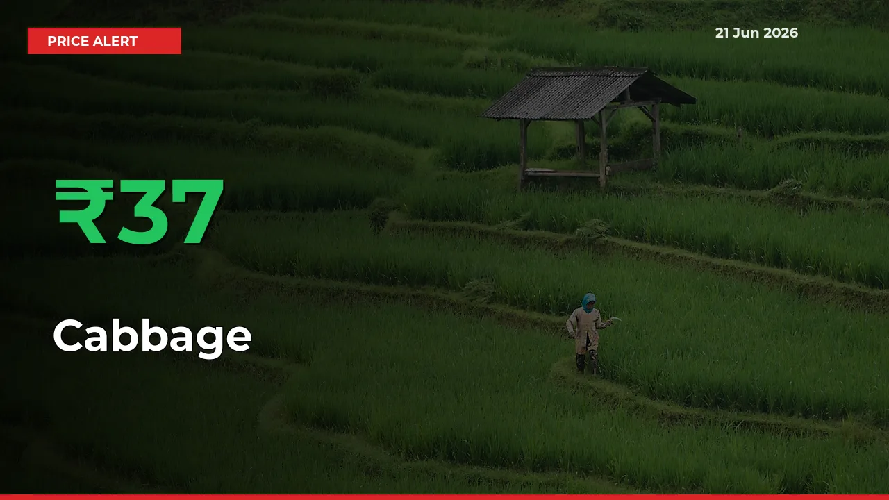 Farmers Cheer as Cabbage Prices Surge 37.1% in Local Mandis