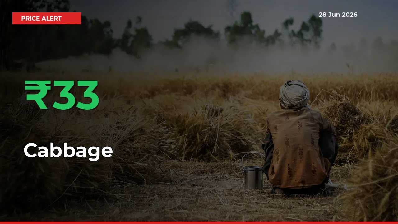 Sharp Jump! Cabbage Prices Climb 33.3% in 24 Hours at Key Mandis
