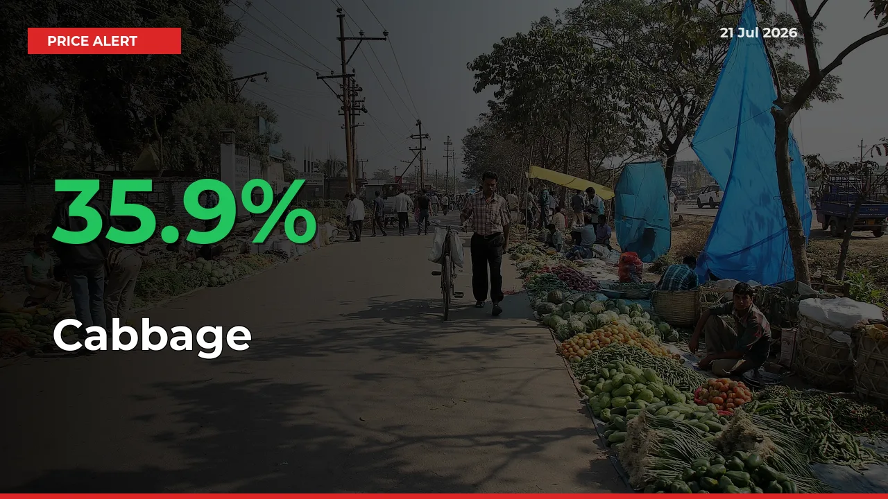 Big Rally! Cabbage Climbs 35.9% in 24 Hours at Top Mandis
